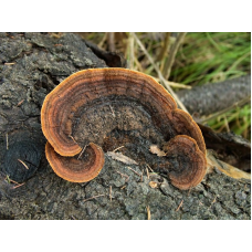 Мицелий Трутовика заборного / Гриб заборный (Gloeophyllum sepiarium)